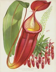 Die Rote Nepenthes, Nepenthes Sanguinea